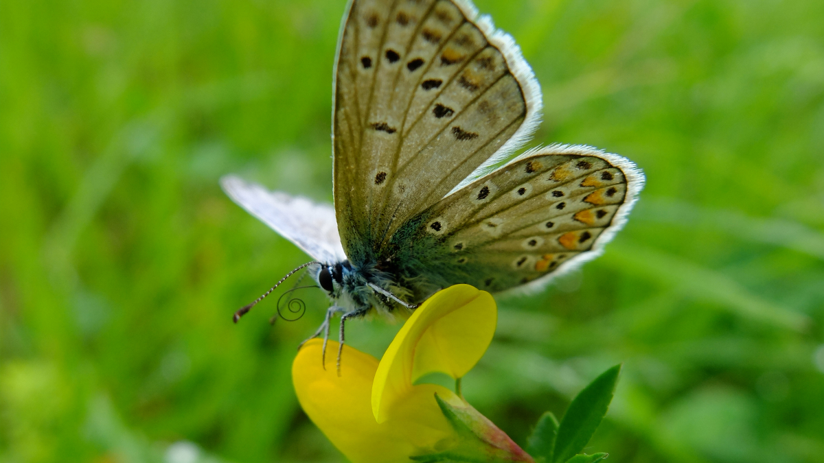 Schmetterling